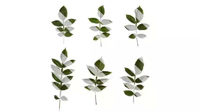 Anydrafts Rhus chinensis Atlas 11