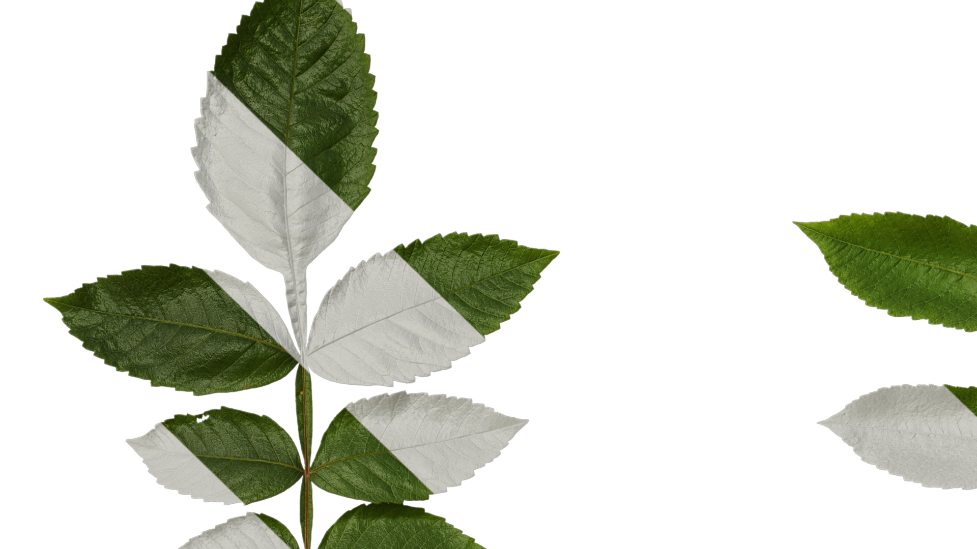 Anydrafts Rhus chinensis Atlas 11 Texture_1