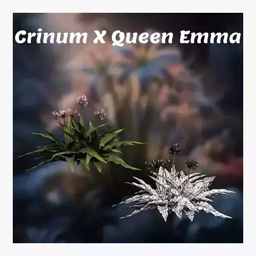 Crinum x queen emma Low-poly 3D model