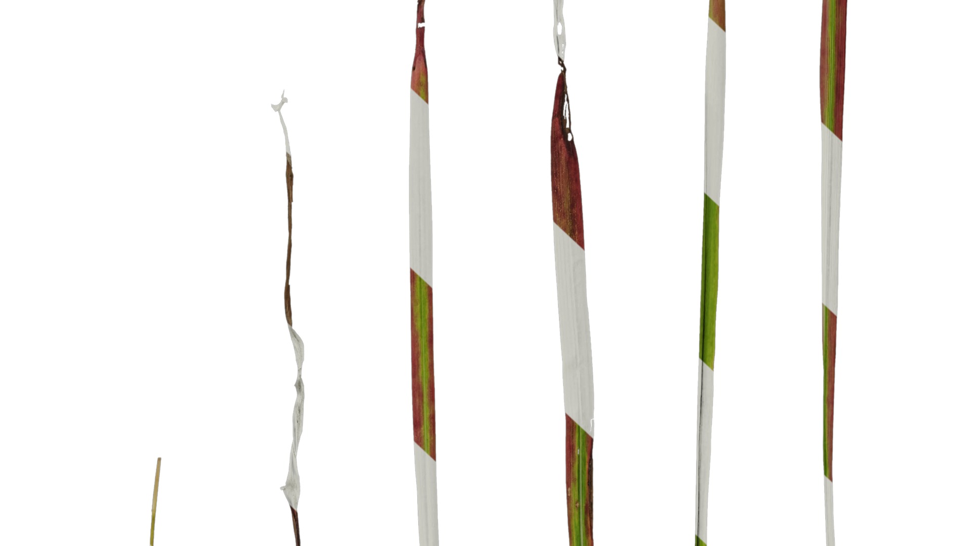 Anydrafts Imperata cylindrica rubra Leaf 01 Texture_7