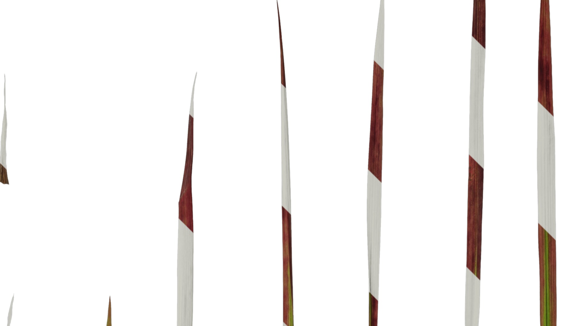 Anydrafts Imperata cylindrica rubra Leaf 01 Texture_2