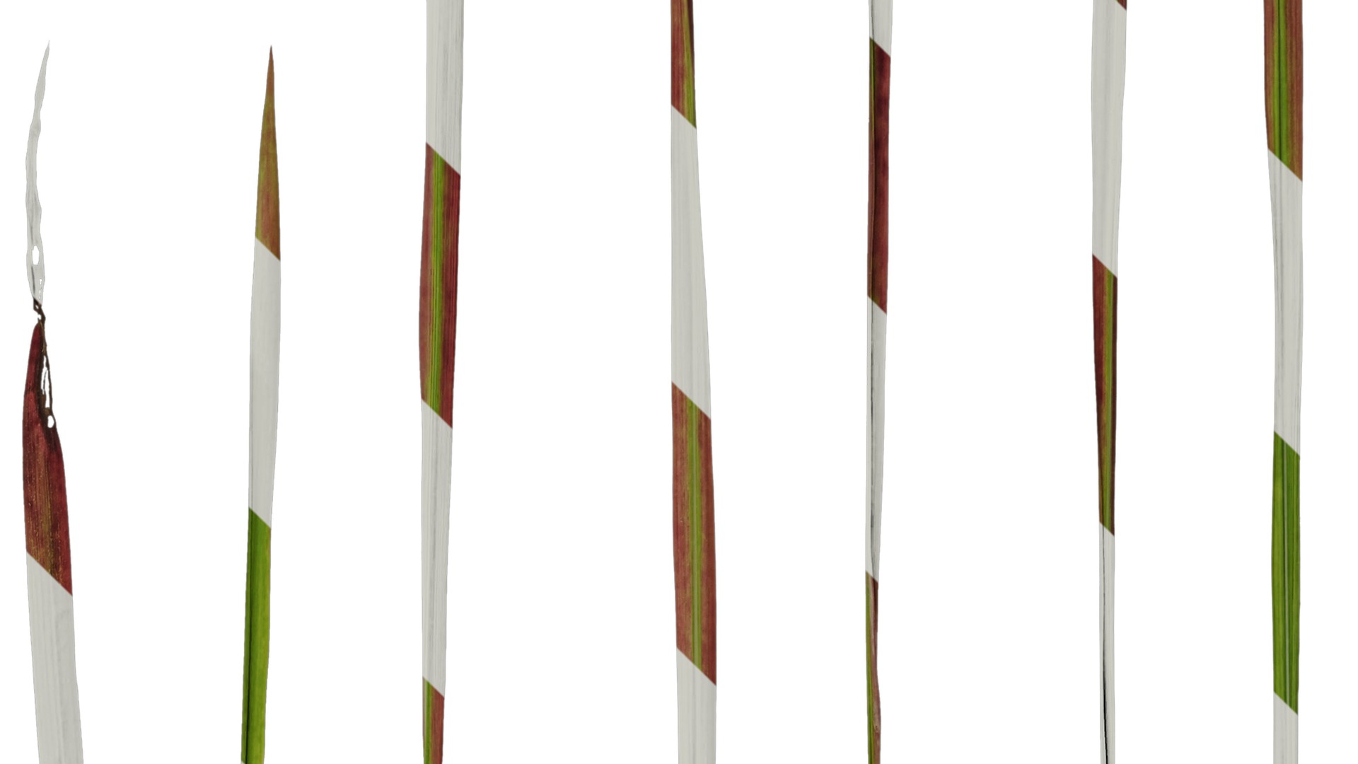 Anydrafts Imperata cylindrica rubra Leaf 01 Texture_4