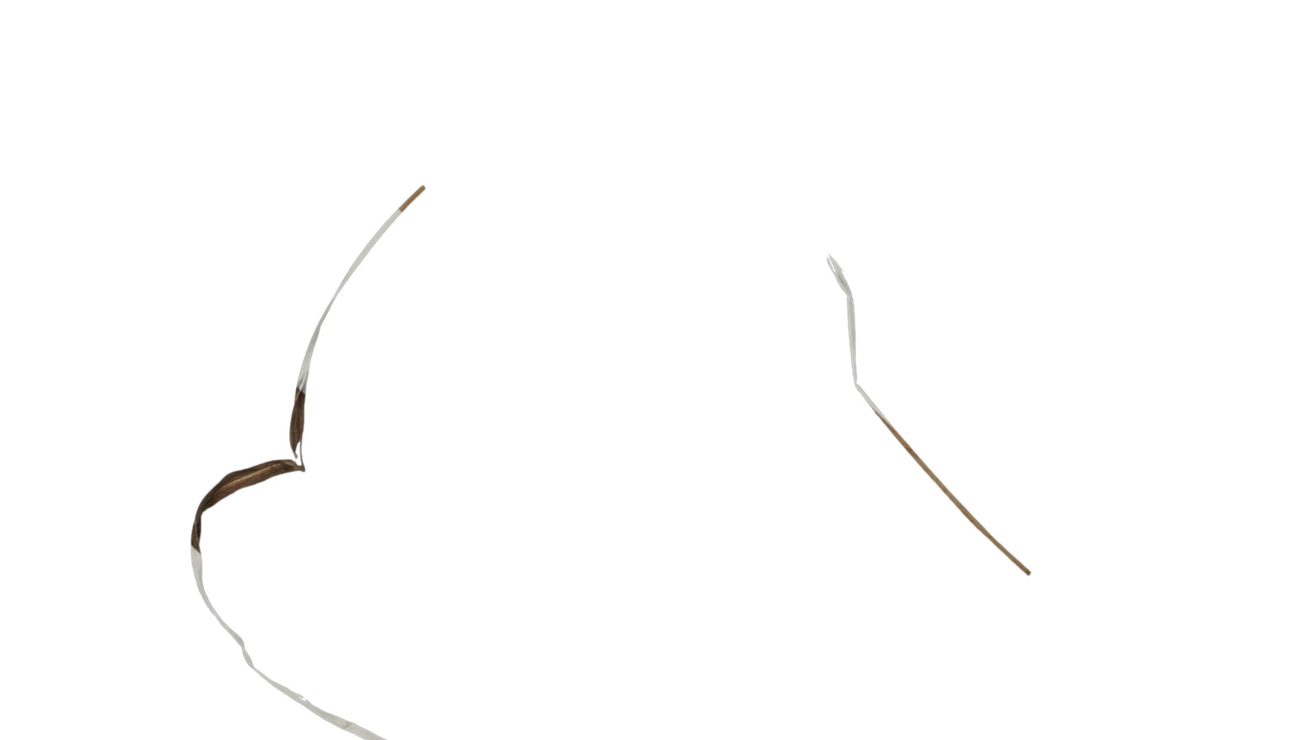 Anydrafts Imperata cylindrica rubra Leaf 01 Texture_1