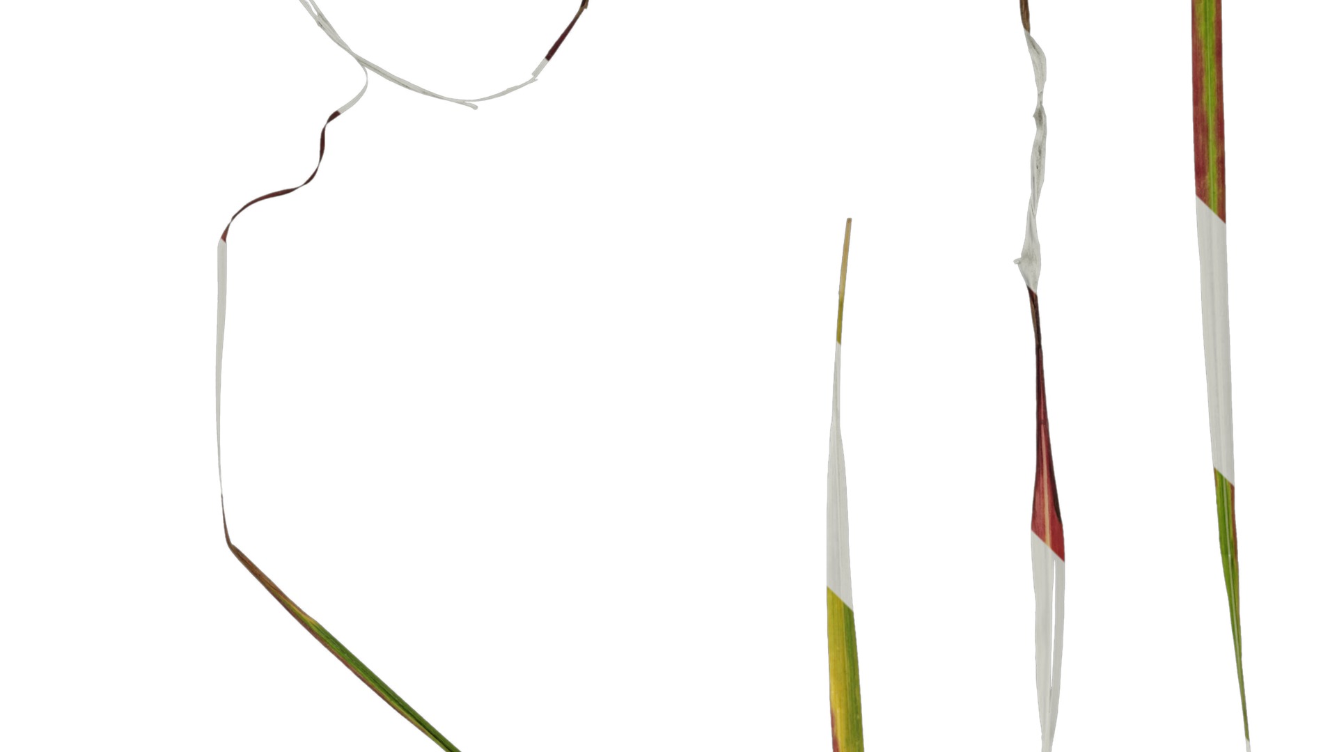 Anydrafts Imperata cylindrica rubra Leaf 01 Texture_5