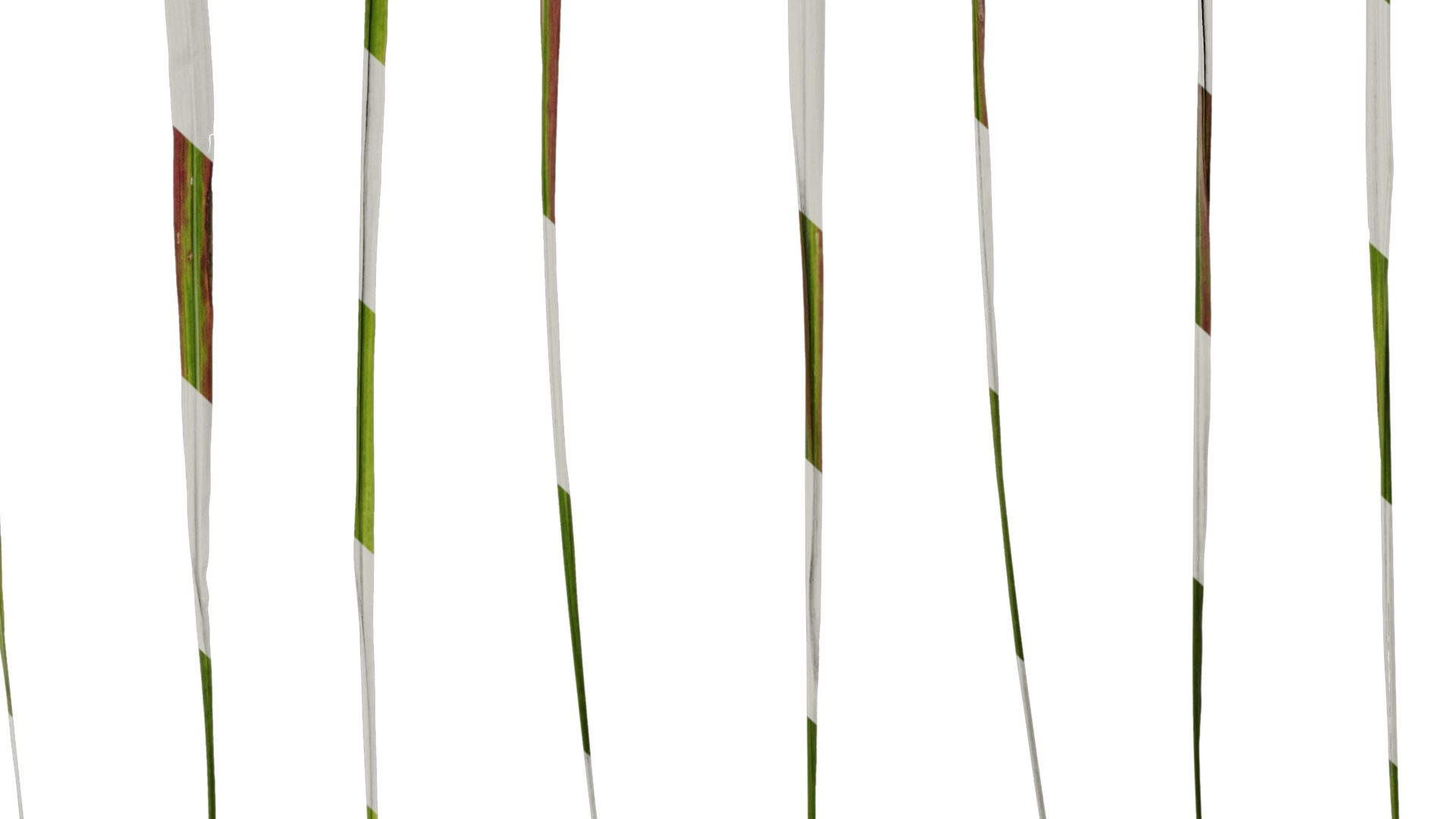 Anydrafts Imperata cylindrica rubra Leaf 01 Texture_6