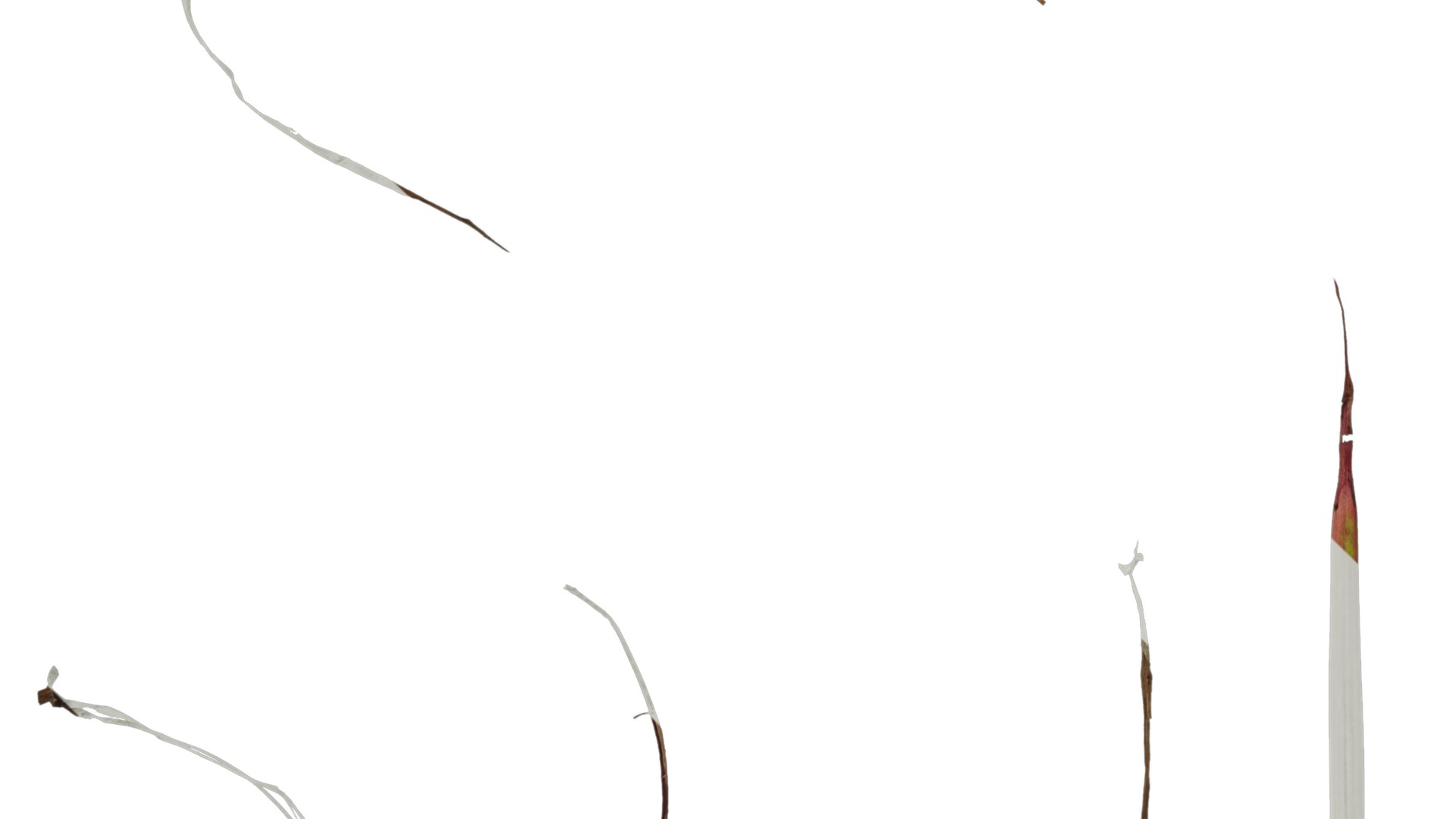 Anydrafts Imperata cylindrica rubra Leaf 01 Texture_3