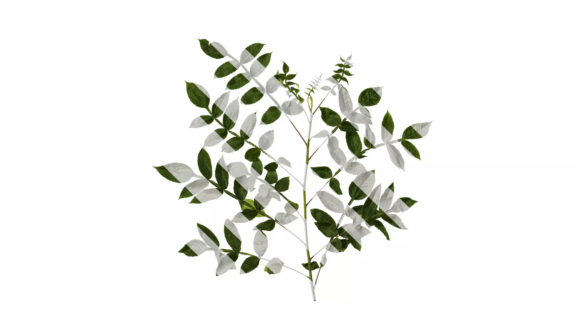 Anydrafts Rhus chinensis Atlas 15 Texture