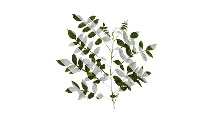 Anydrafts Rhus chinensis Atlas 15