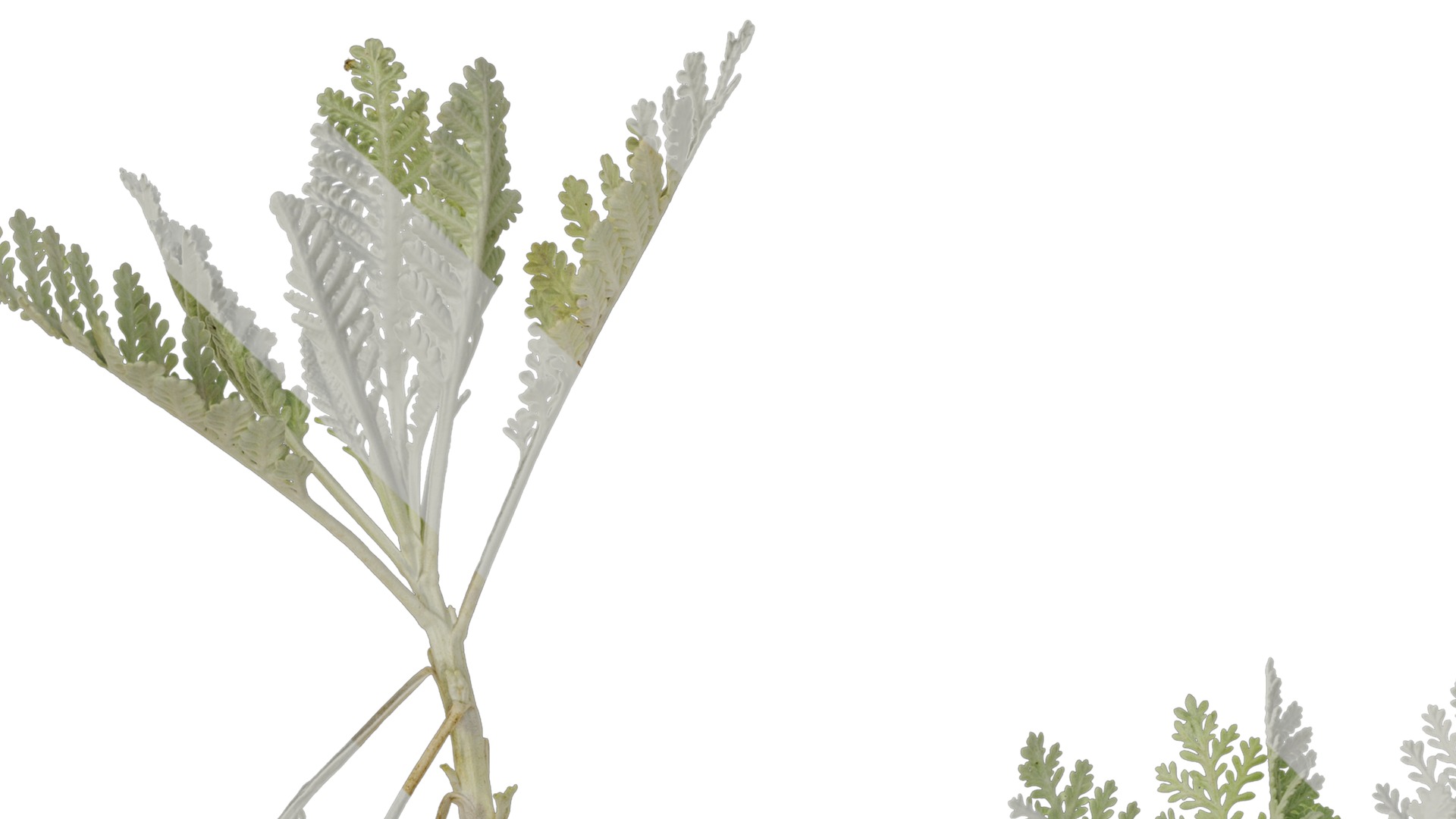 Anydrafts Jacobaea maritima Atlas 03 Texture_1