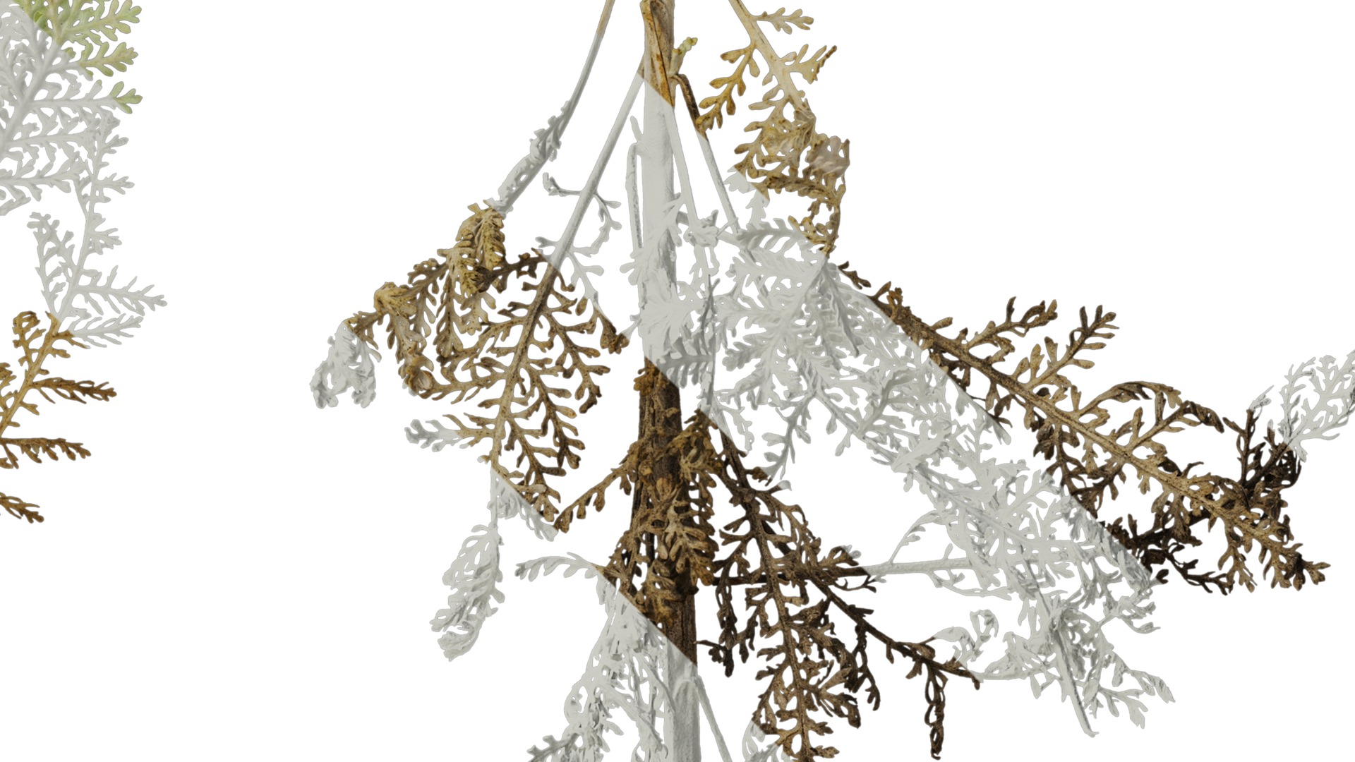 Anydrafts Jacobaea maritima Atlas 03 Texture_4