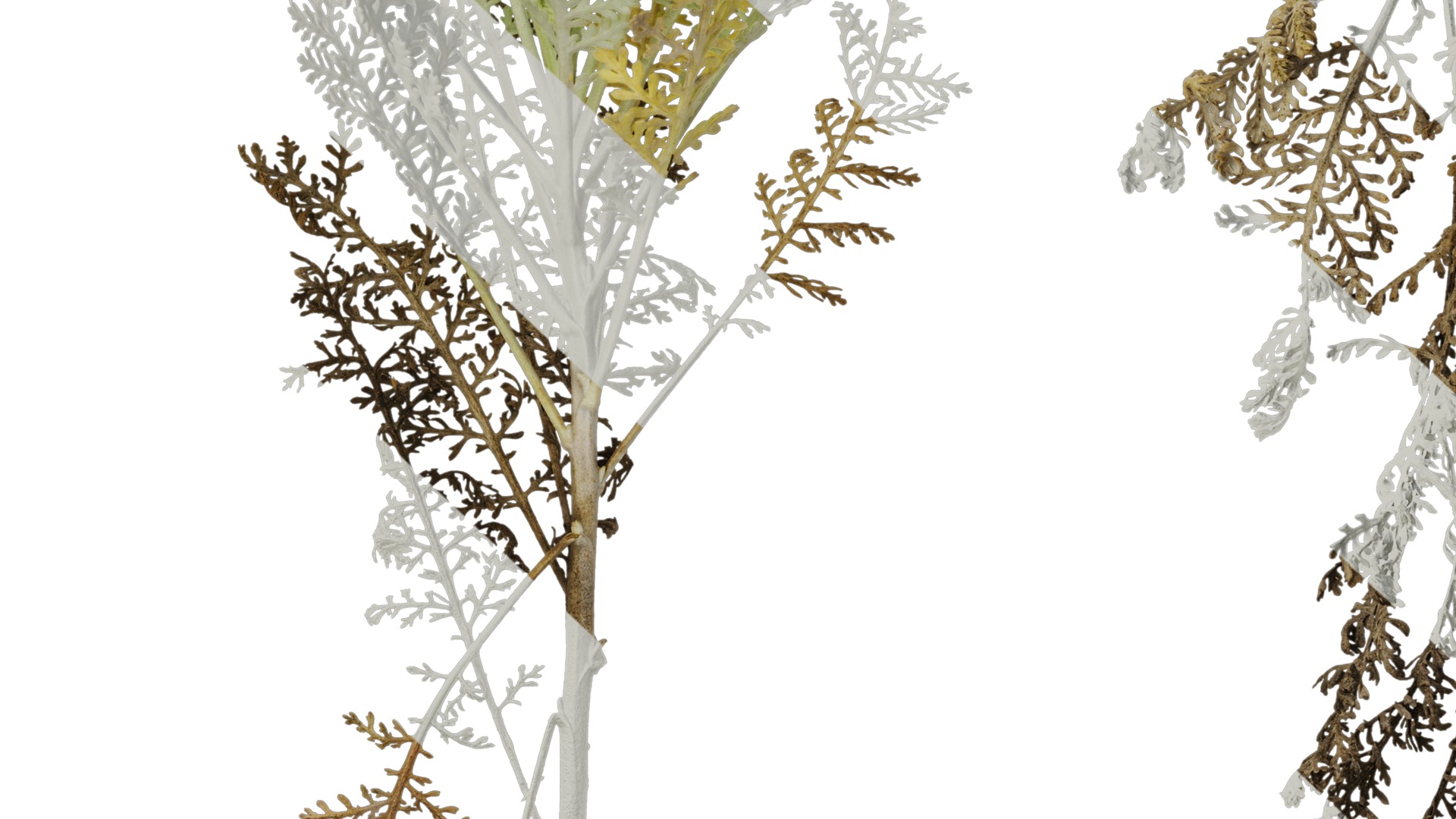 Anydrafts Jacobaea maritima Atlas 03 Texture_7