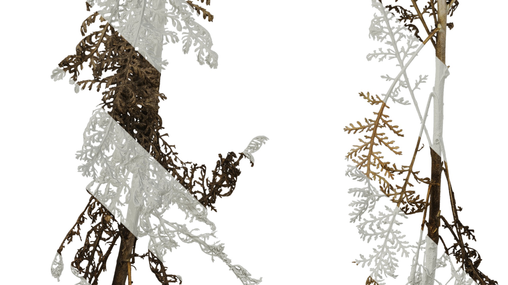 Anydrafts Jacobaea maritima Atlas 03 Texture_5