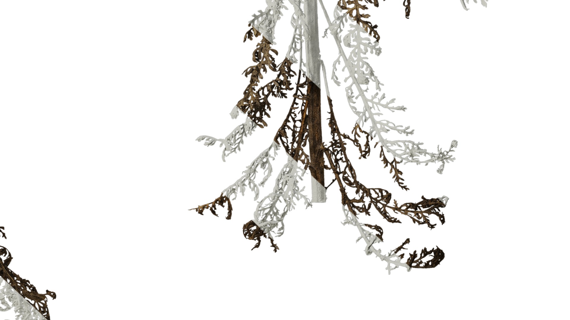 Anydrafts Jacobaea maritima Atlas 03 Texture_6