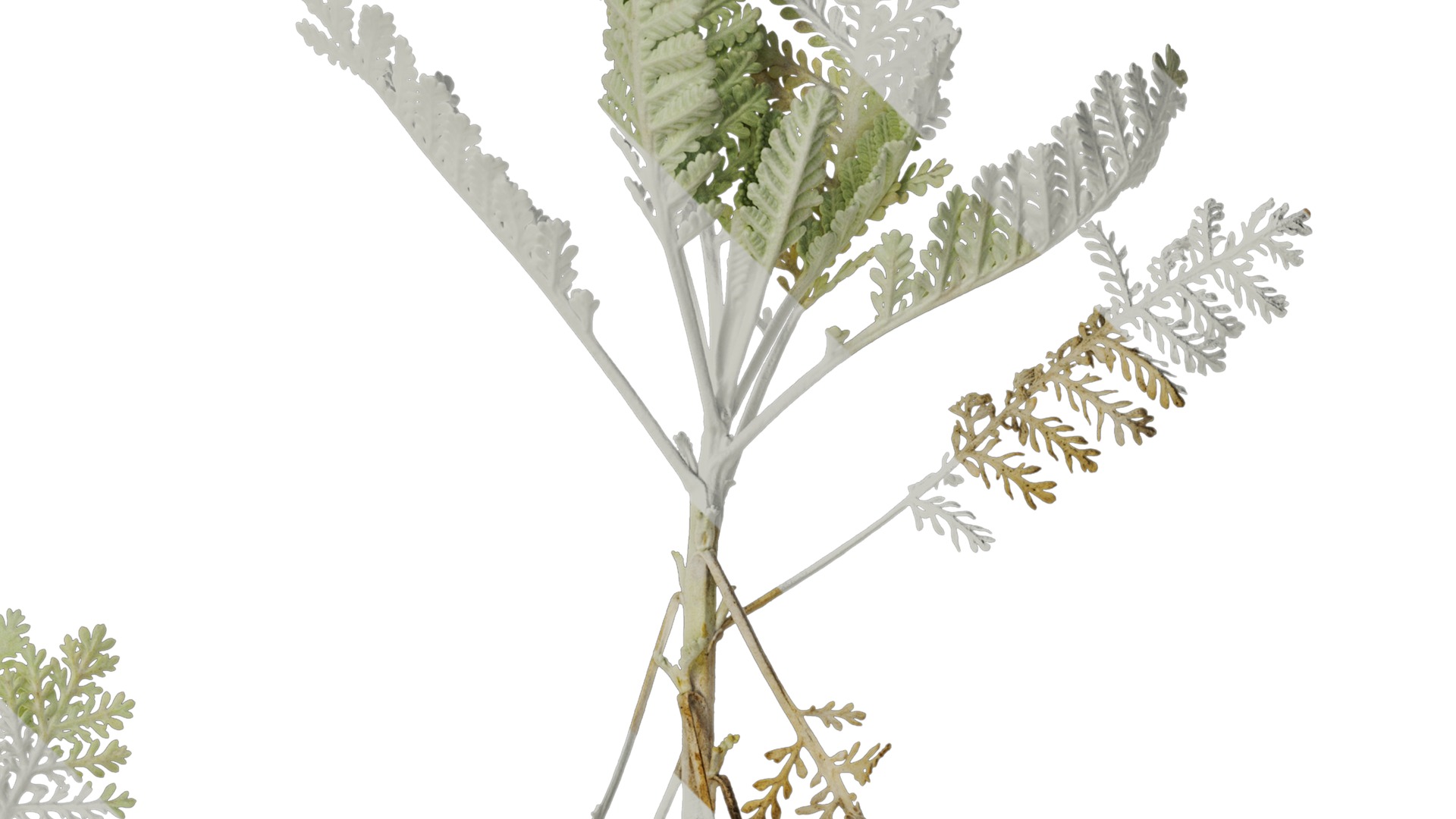 Anydrafts Jacobaea maritima Atlas 03 Texture_2