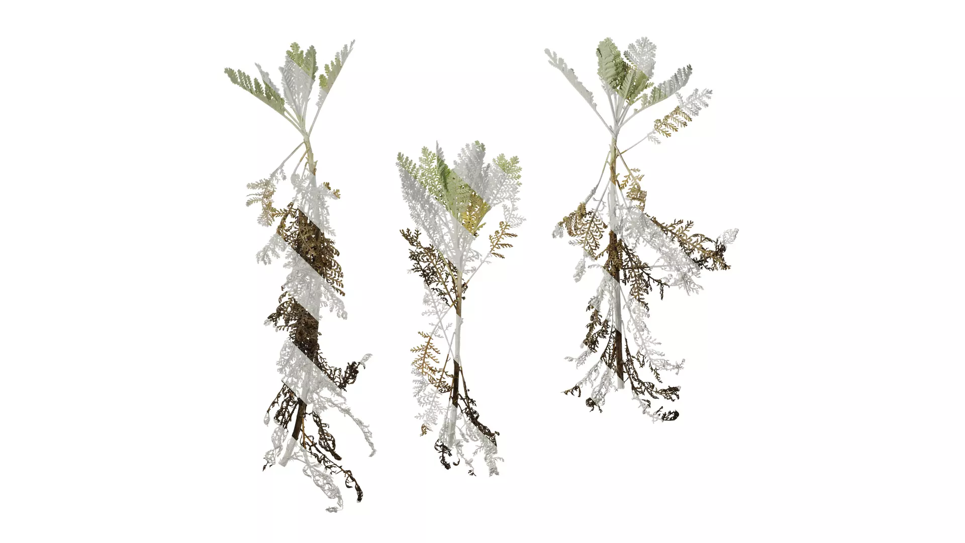 Anydrafts Jacobaea maritima Atlas 03 Texture_0