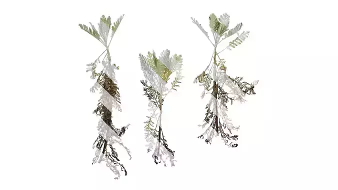 Anydrafts Jacobaea maritima Atlas 03 Texture