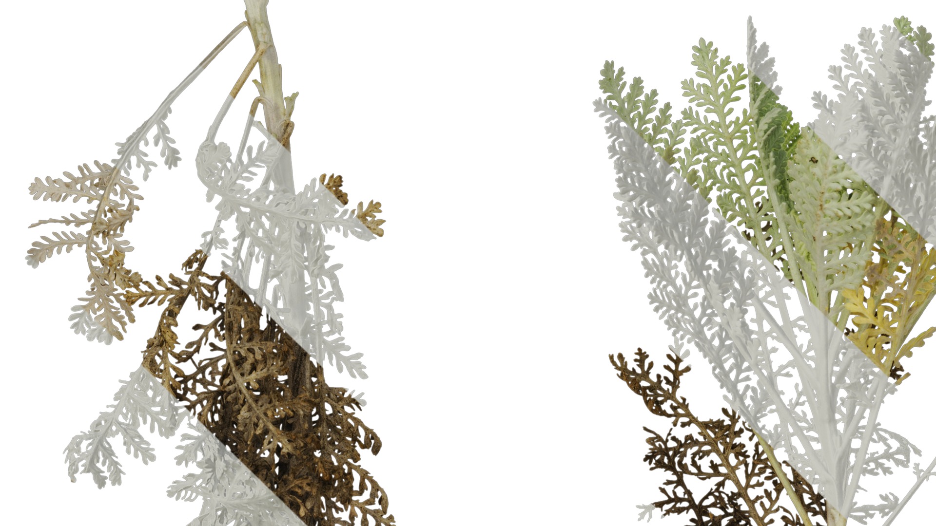 Anydrafts Jacobaea maritima Atlas 03 Texture_3