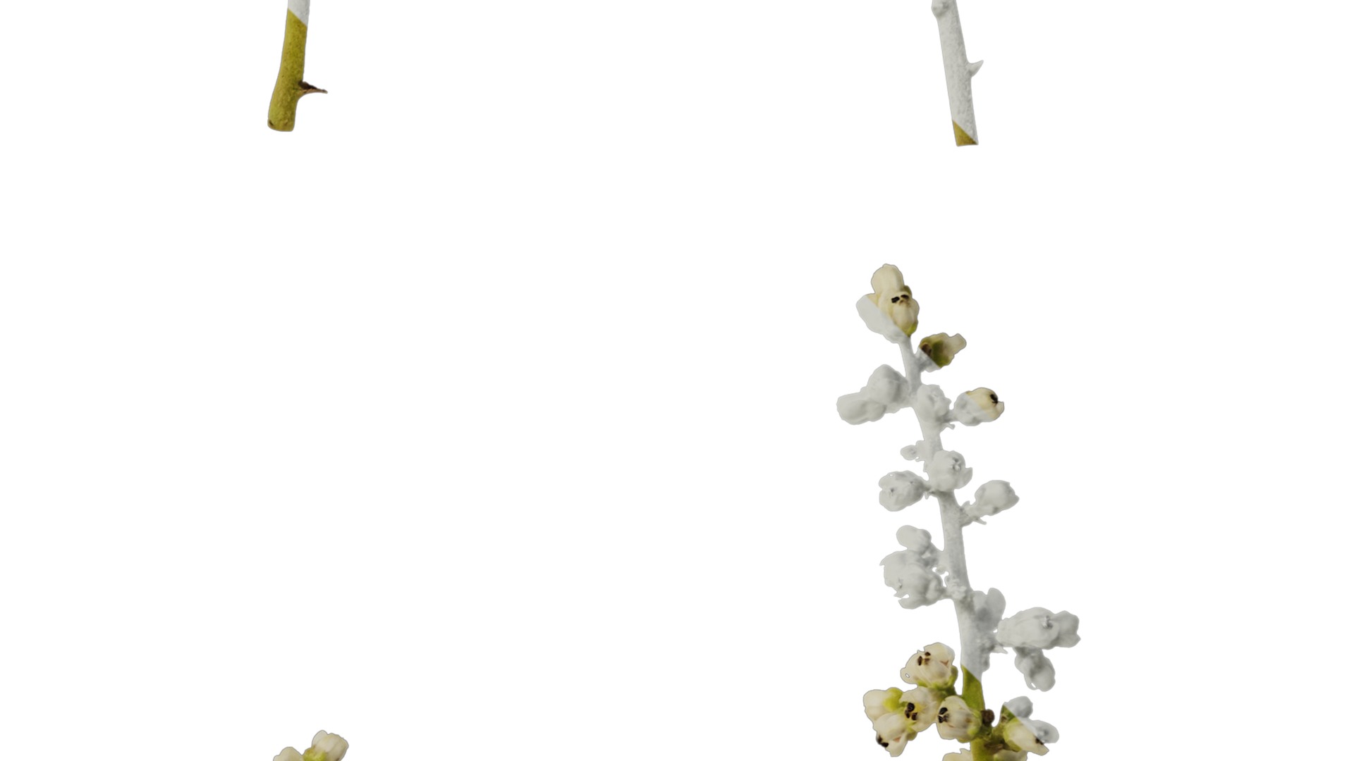 Anydrafts Rhus chinensis Flower 01 Texture_4