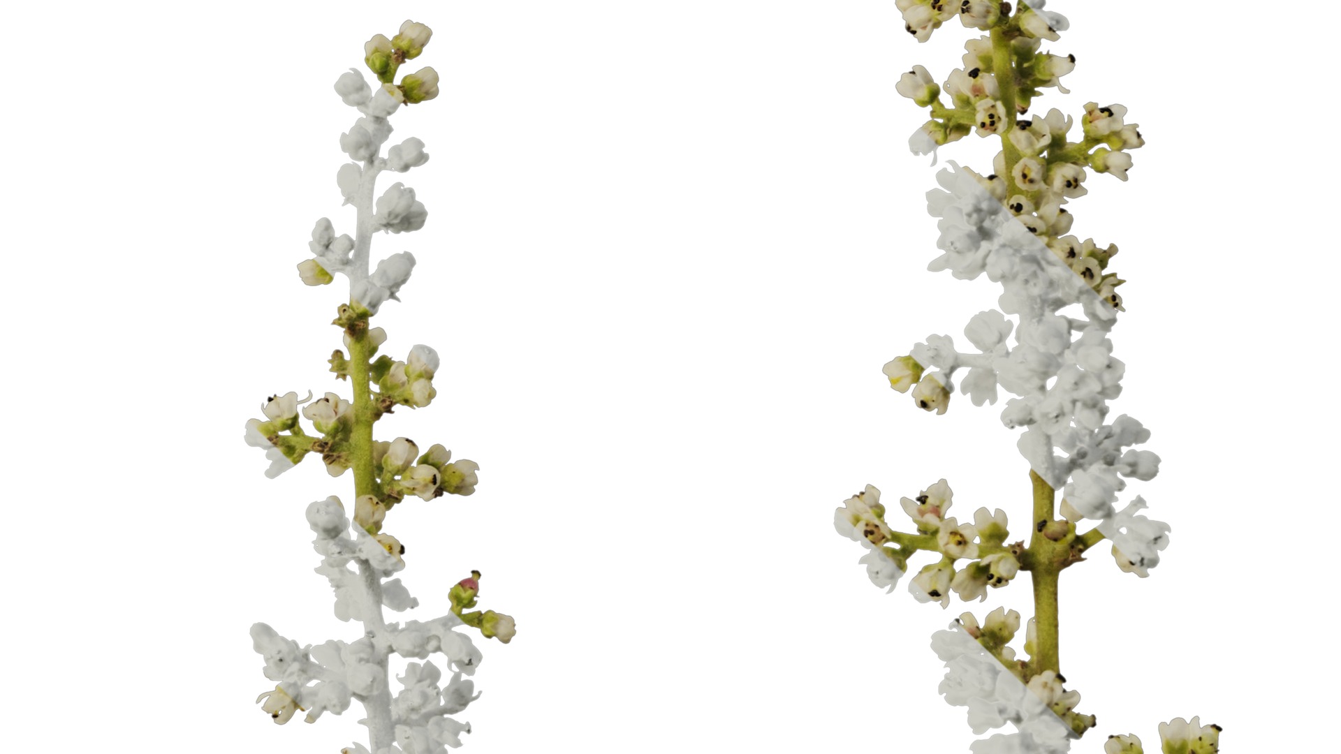 Anydrafts Rhus chinensis Flower 01 Texture_6