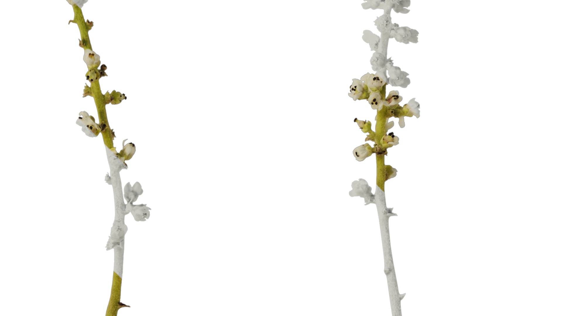 Anydrafts Rhus chinensis Flower 01 Texture_2