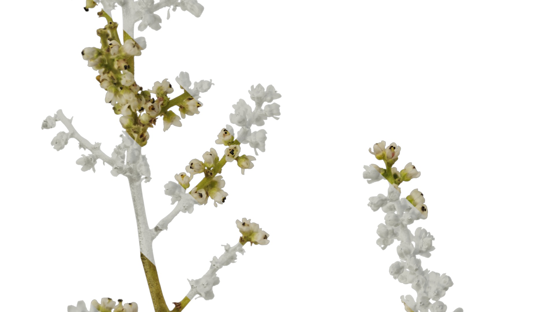 Anydrafts Rhus chinensis Flower 01 Texture_5