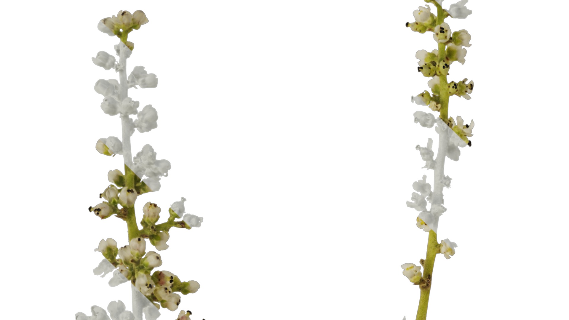 Anydrafts Rhus chinensis Flower 01 Texture_1