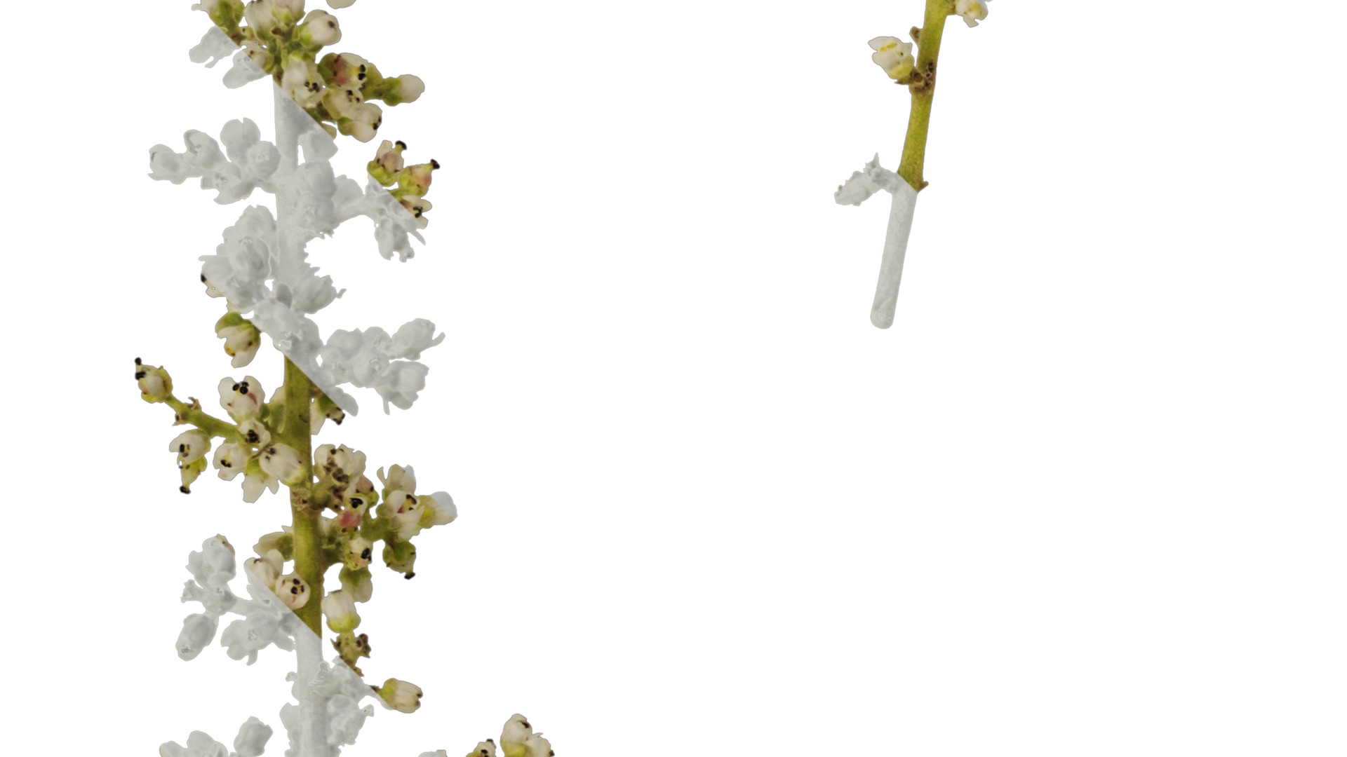 Anydrafts Rhus chinensis Flower 01 Texture_3