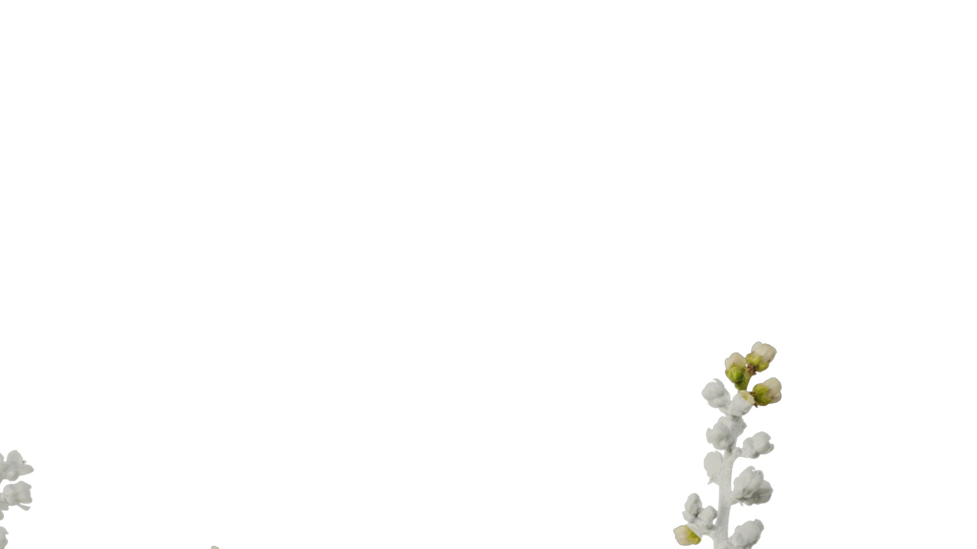 Anydrafts Rhus chinensis Flower 01 Texture_7