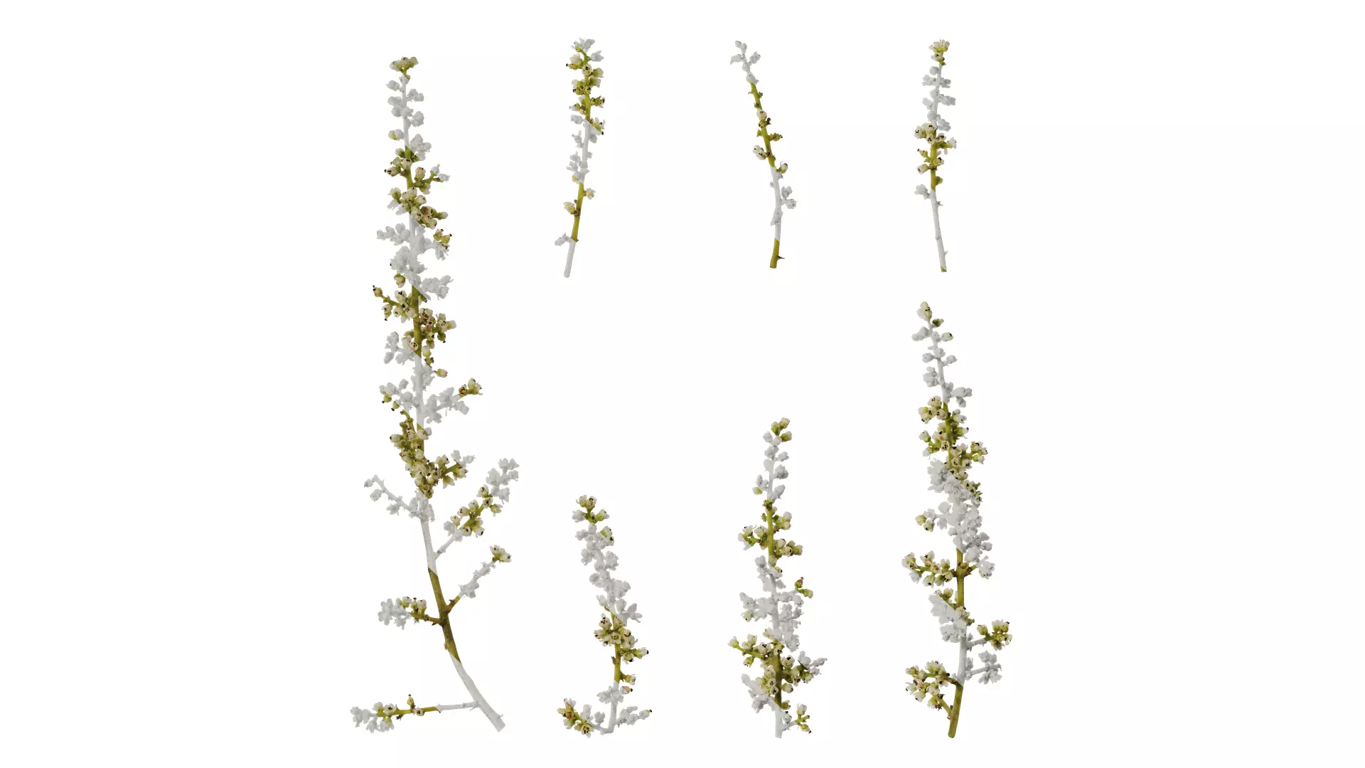 Anydrafts Rhus chinensis Flower 01 Texture_0