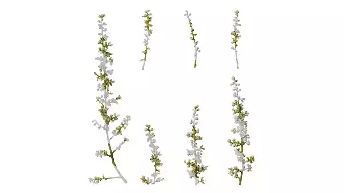 Anydrafts Rhus chinensis Flower 01