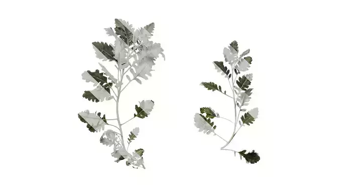 Anydrafts Jacobaea maritima Atlas 05