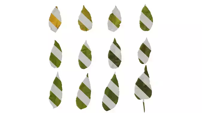 Anydrafts Rhus chinensis Leaf 01