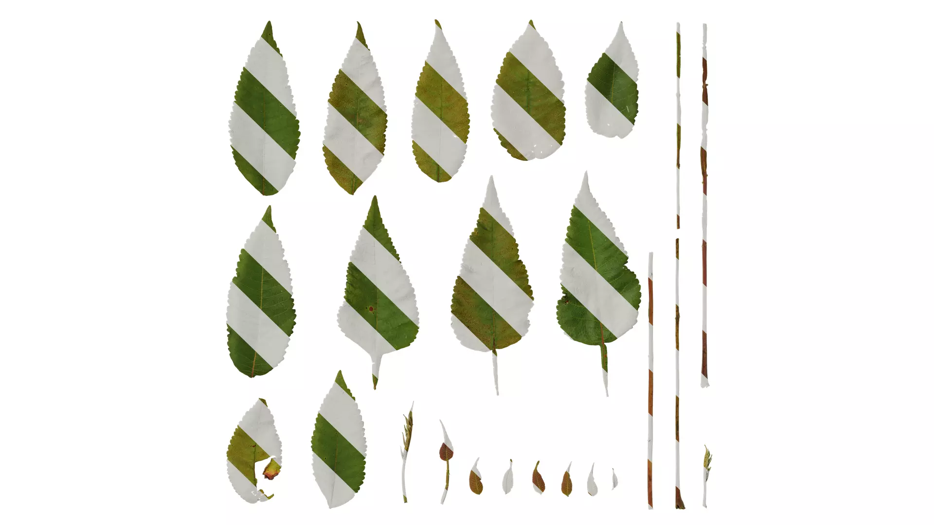 Anydrafts Rhus chinensis Leaf 02 Texture