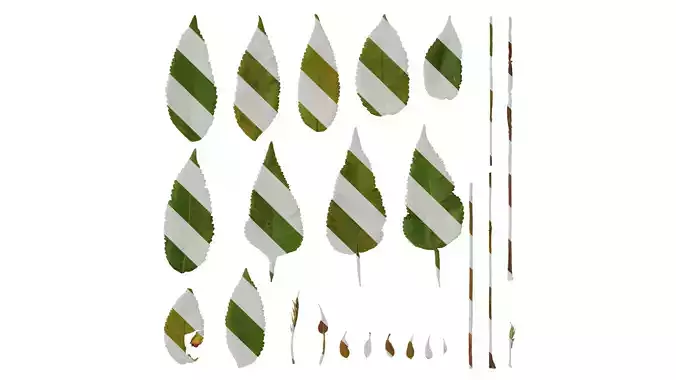 Anydrafts Rhus chinensis Leaf 02