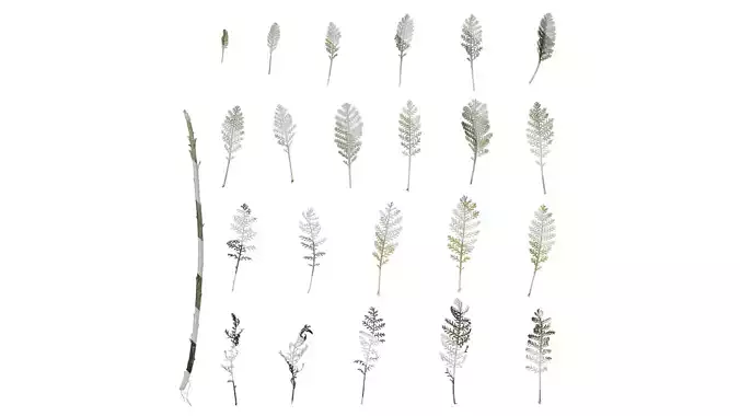 Anydrafts Jacobaea maritima Leaf 05 Texture