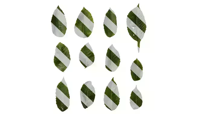 Anydrafts Rhus chinensis Leaf 11