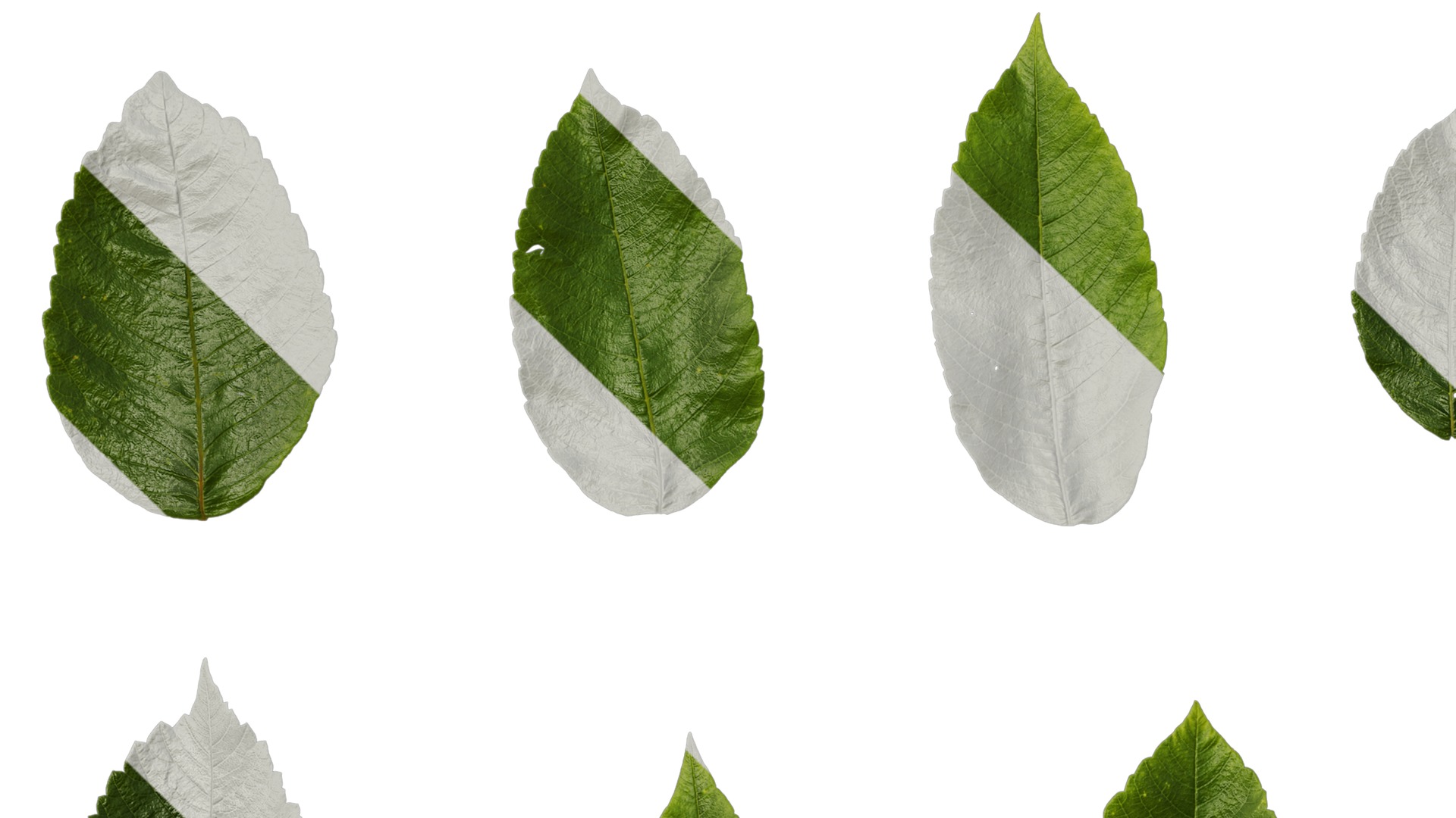 Anydrafts Rhus chinensis Leaf 12 Texture_3