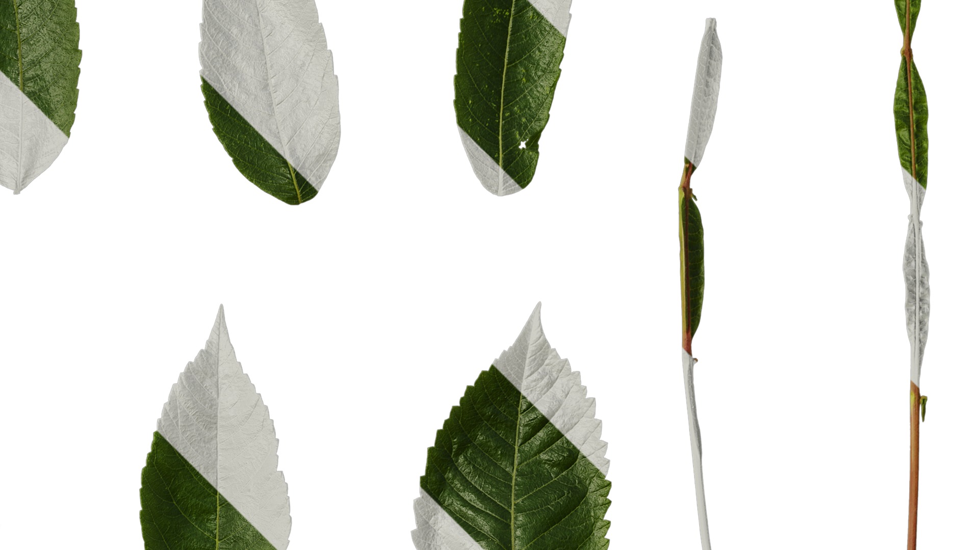 Anydrafts Rhus chinensis Leaf 12 Texture_2