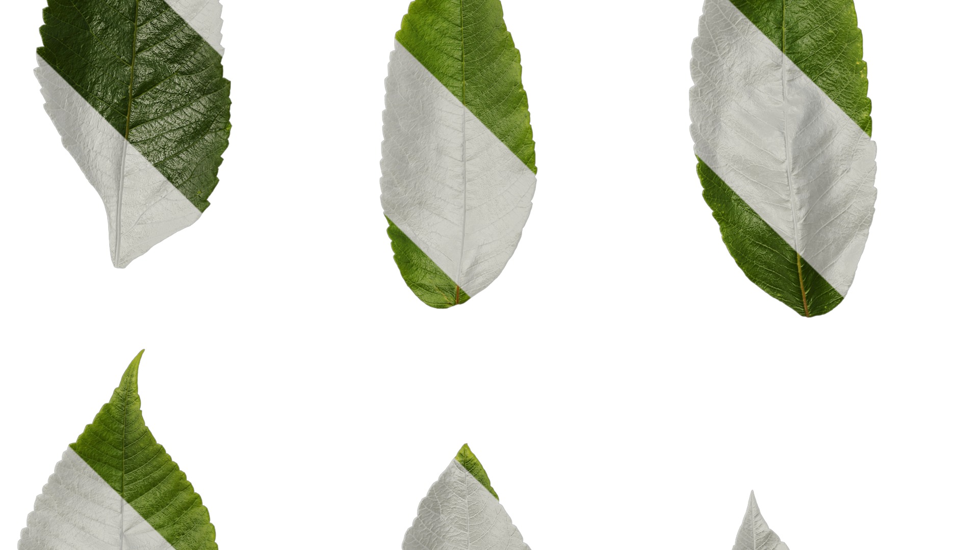 Anydrafts Rhus chinensis Leaf 12 Texture_5