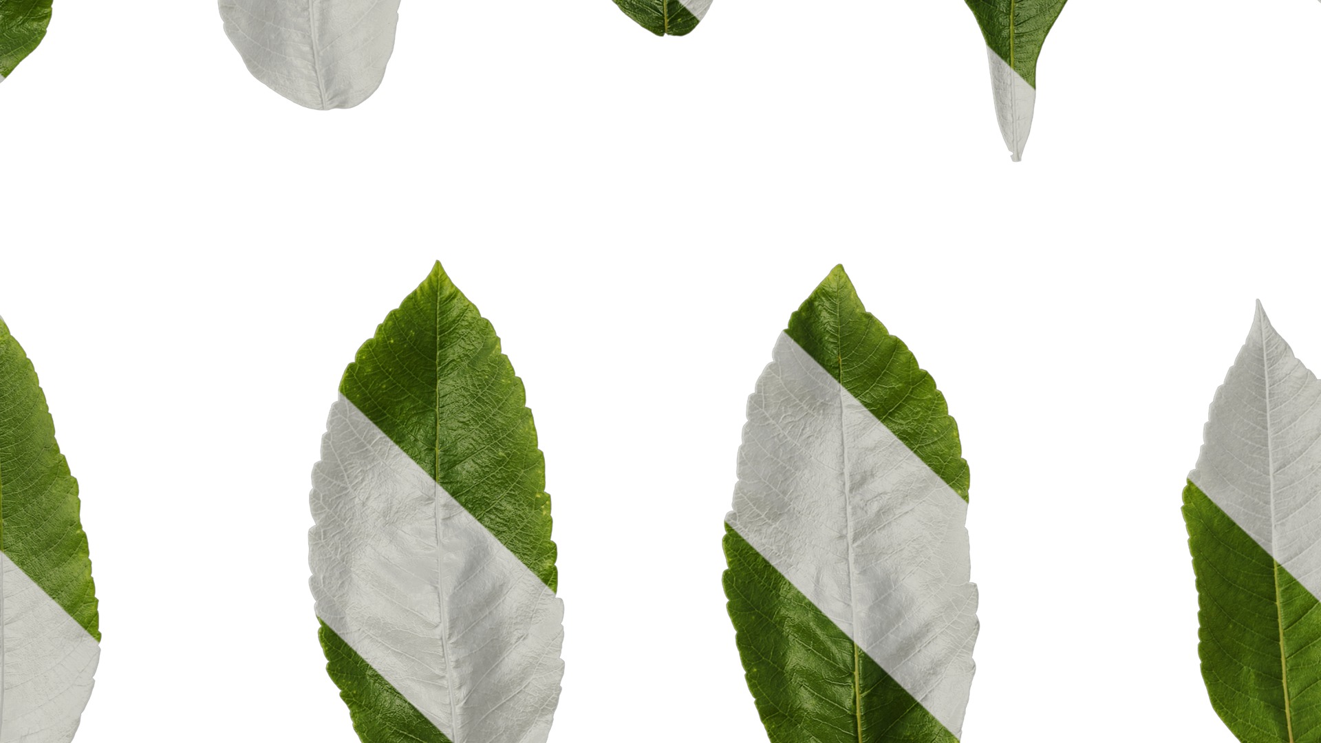 Anydrafts Rhus chinensis Leaf 12 Texture_7