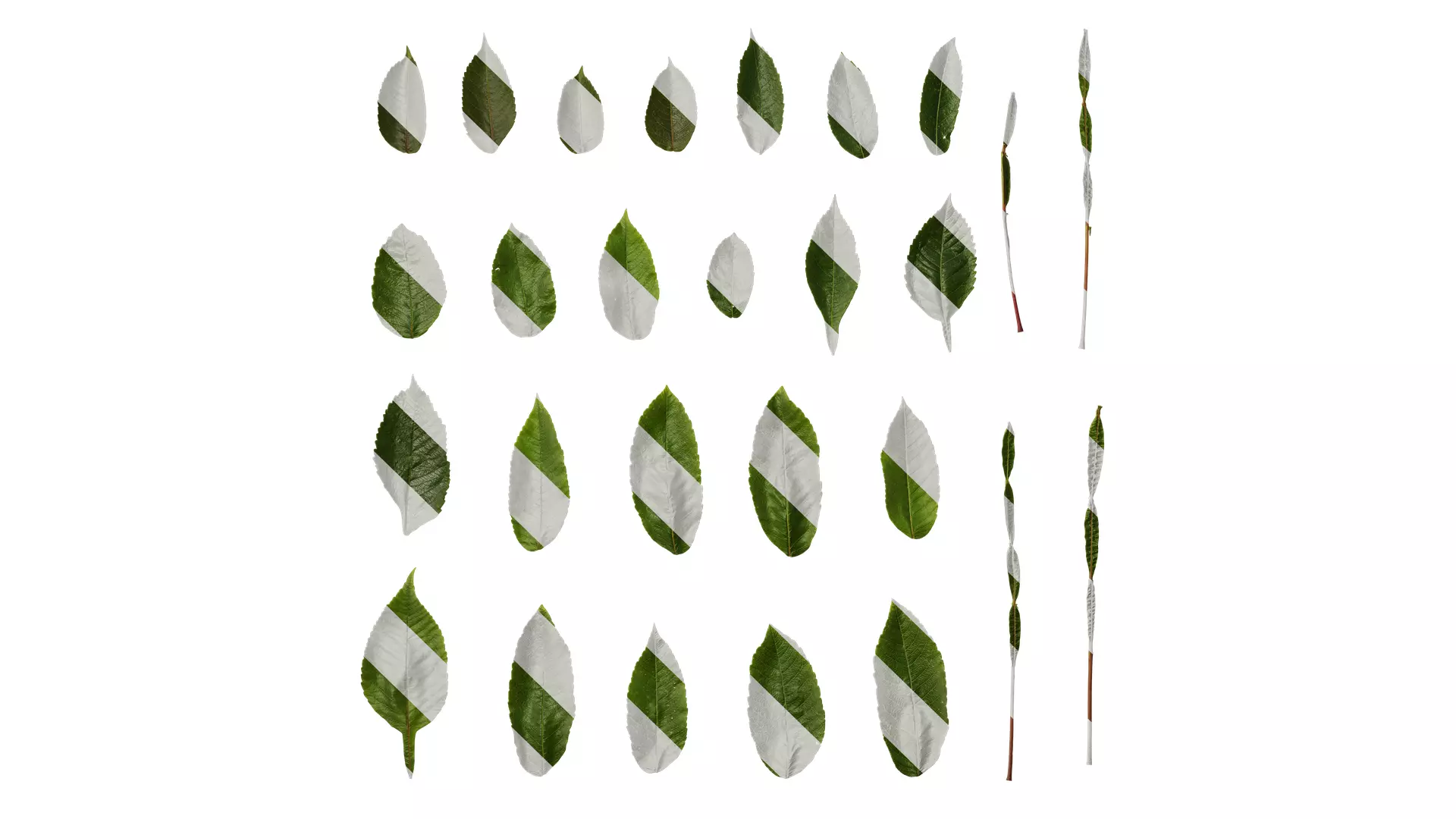 Anydrafts Rhus chinensis Leaf 12 Texture_0