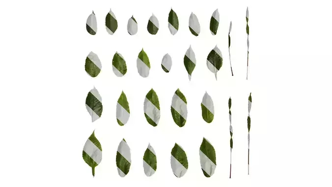 Anydrafts Rhus chinensis Leaf 12