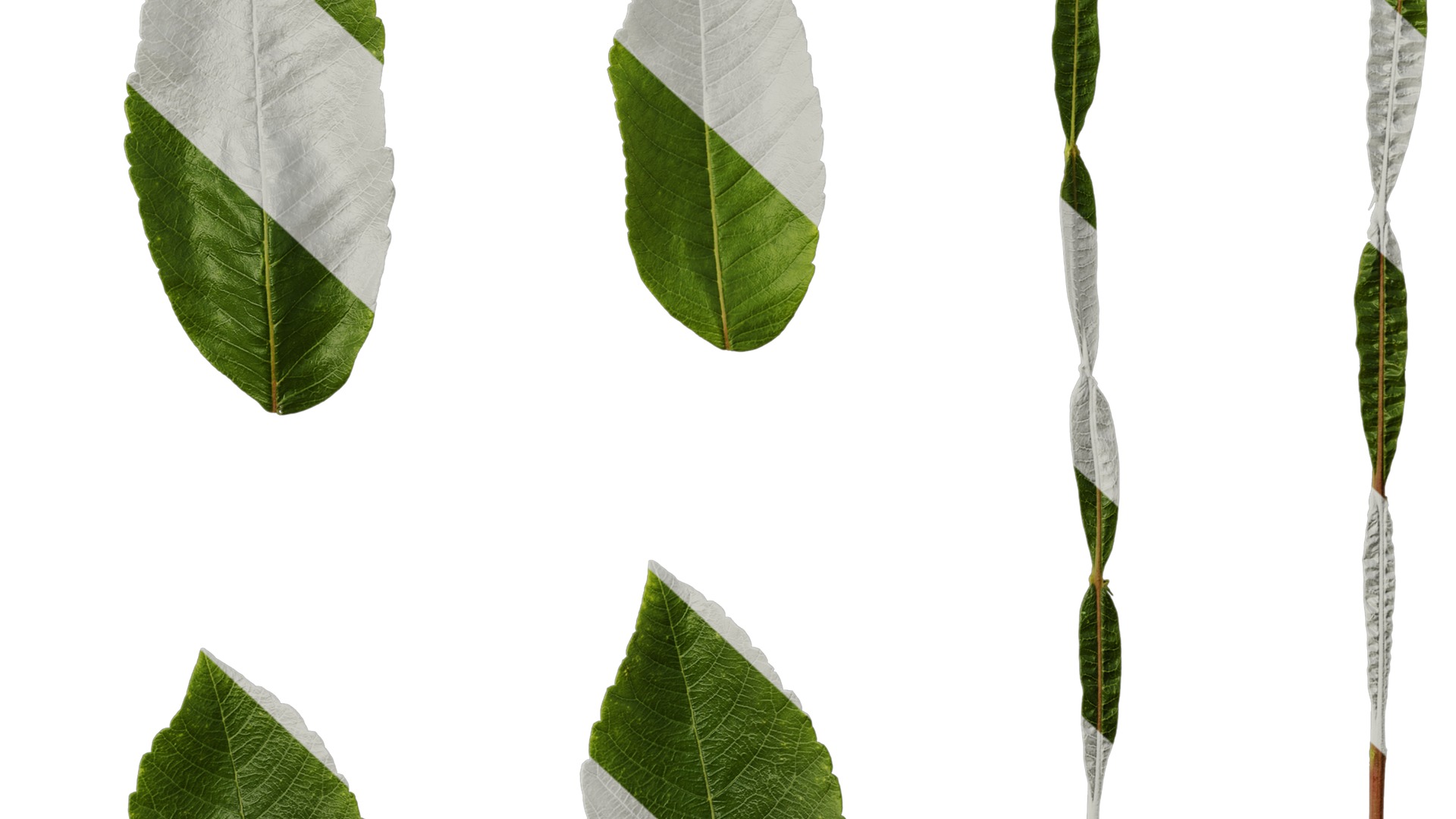 Anydrafts Rhus chinensis Leaf 12 Texture_6