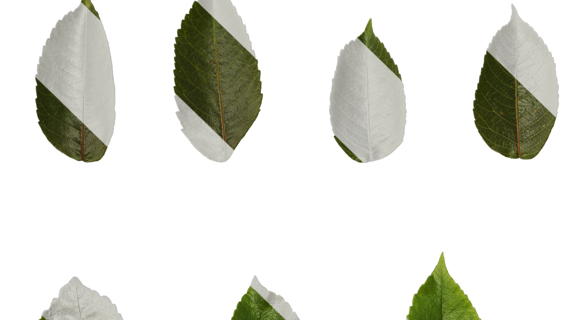 Anydrafts Rhus chinensis Leaf 12 Texture_1