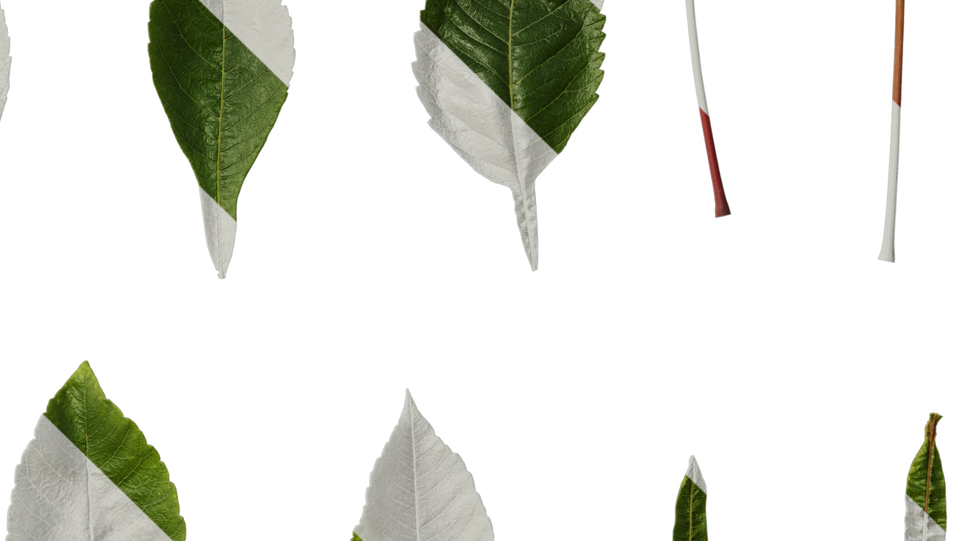 Anydrafts Rhus chinensis Leaf 12 Texture_4