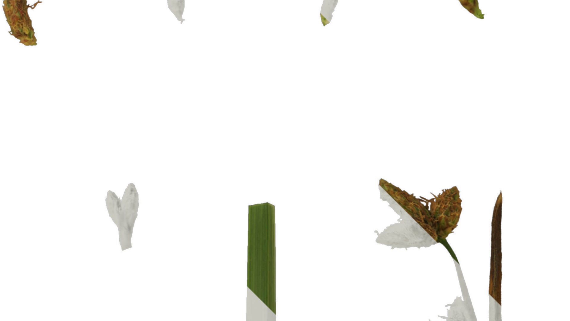 Anydrafts Juncus effusus Atlas 01 Texture_2