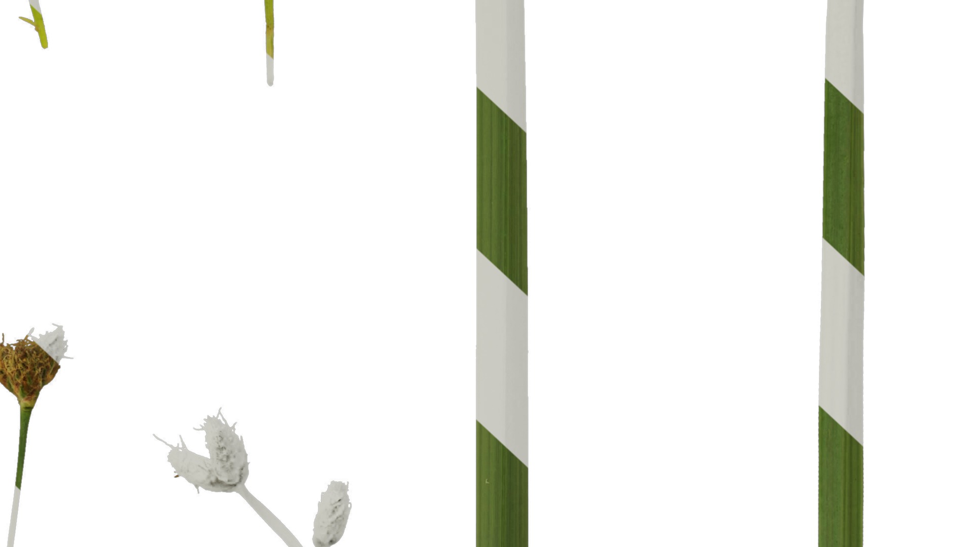 Anydrafts Juncus effusus Atlas 01 Texture_6