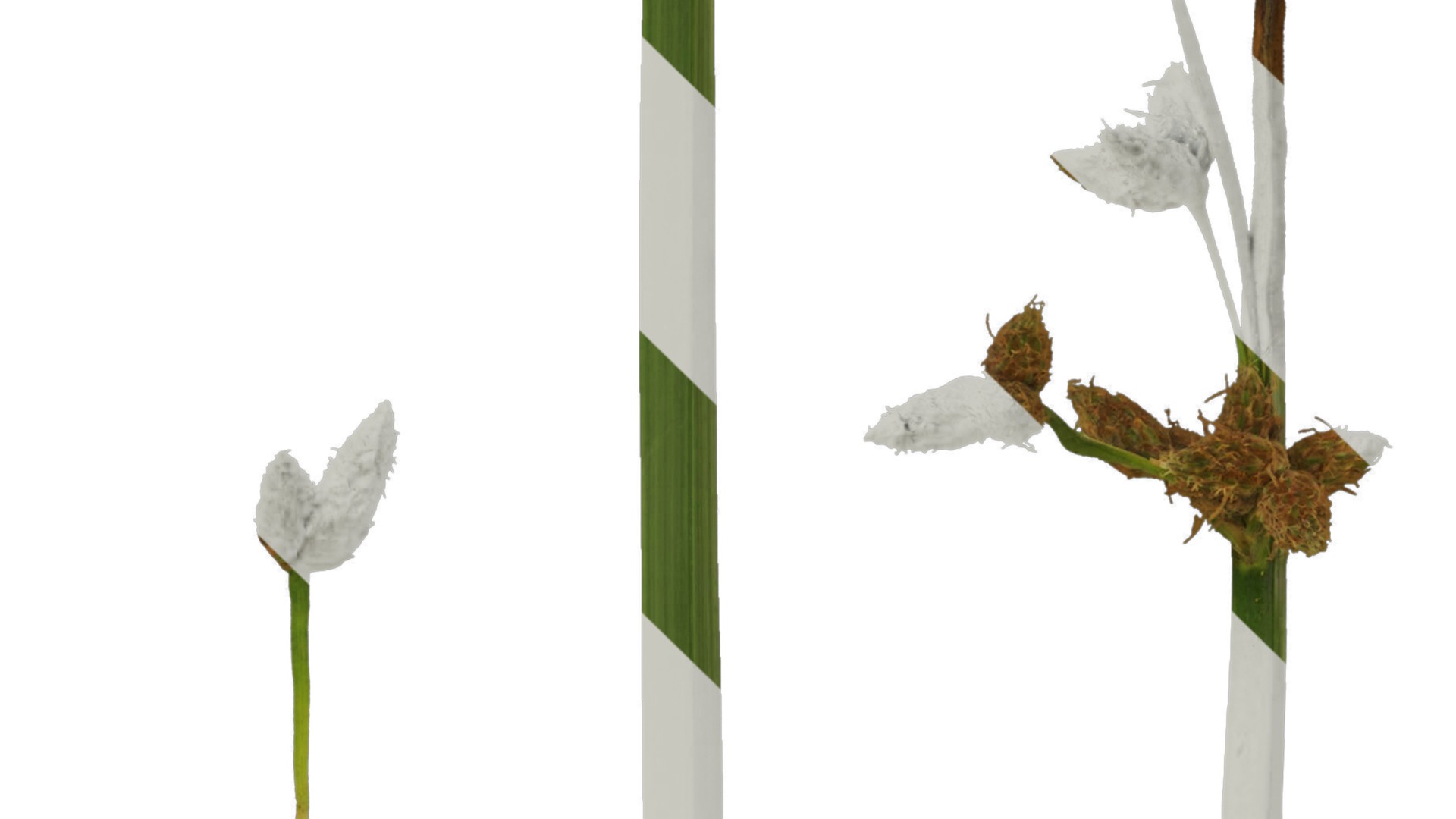 Anydrafts Juncus effusus Atlas 01 Texture_4