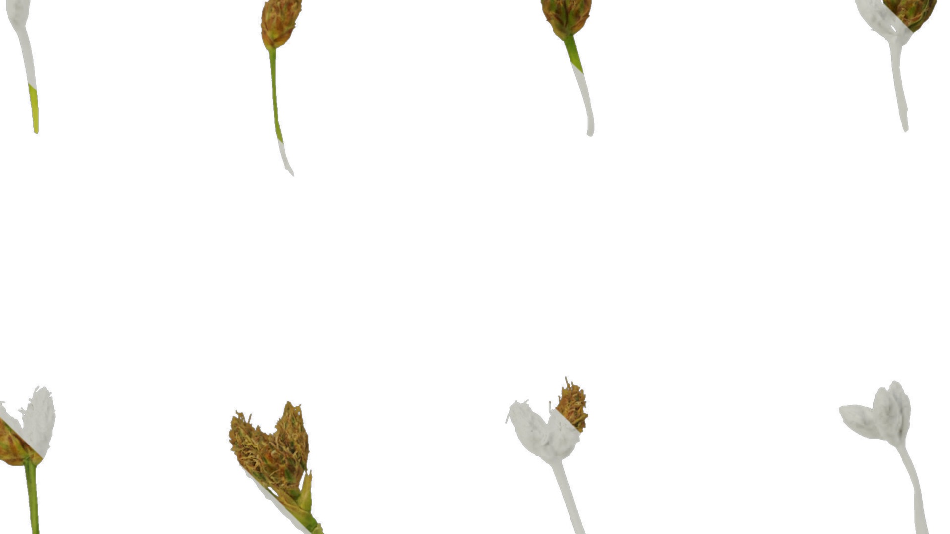 Anydrafts Juncus effusus Atlas 01 Texture_3