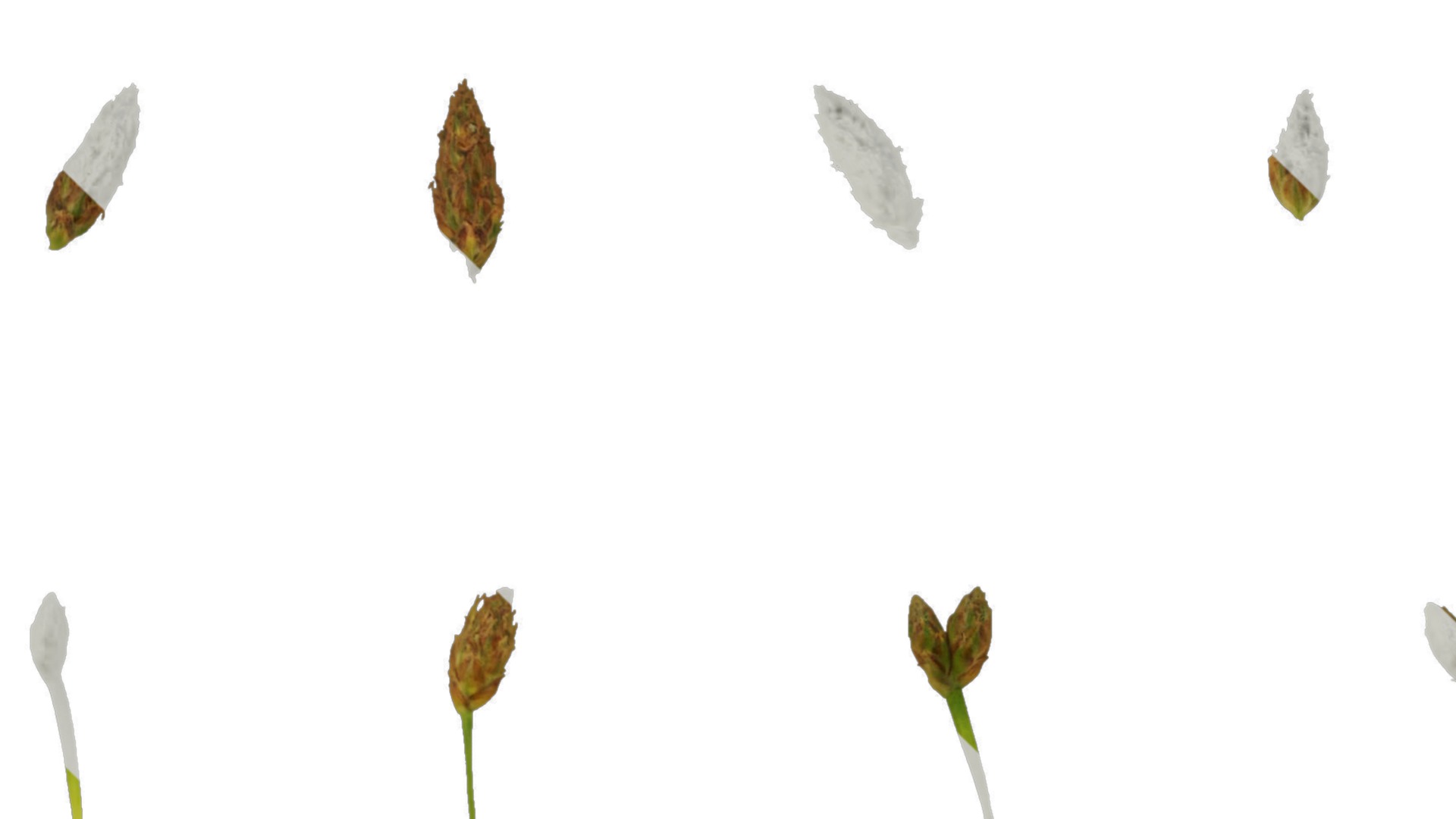 Anydrafts Juncus effusus Atlas 01 Texture_1